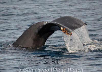 DSC 0890 1 | San Diego Whale Watch 13