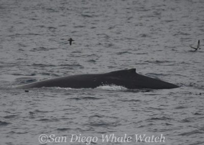 DSC 0920 1 | San Diego Whale Watch 41