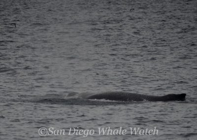 DSC 0927 1 1 | San Diego Whale Watch 43