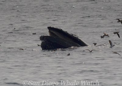 DSC 0927 2 | San Diego Whale Watch 15