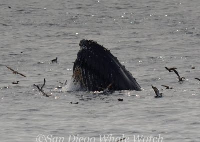 DSC 0929 1 | San Diego Whale Watch 17