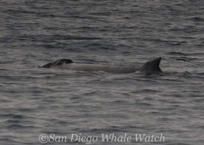 DSC 0969 1 | San Diego Whale Watch 19