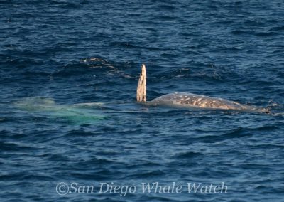DSC 0992 1 | San Diego Whale Watch 59