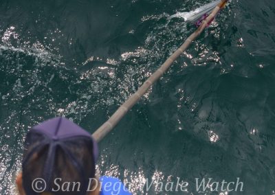 DSC 0001 1 | San Diego Whale Watch 7
