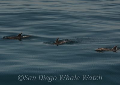DSC 0024 2 | San Diego Whale Watch 1
