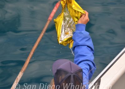 DSC 0053 1 | San Diego Whale Watch 3
