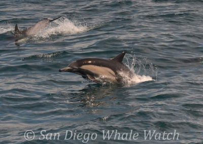 DSC 0058 1 | San Diego Whale Watch 1