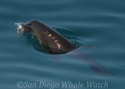DSC 0081 1 | San Diego Whale Watch 5