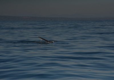 DSC 0098 1 1 | San Diego Whale Watch 23