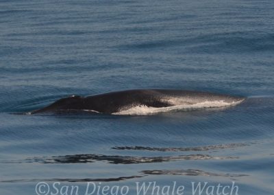 DSC 0098 2 | San Diego Whale Watch 7