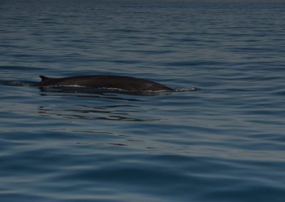 DSC 0118 1 | San Diego Whale Watch 27