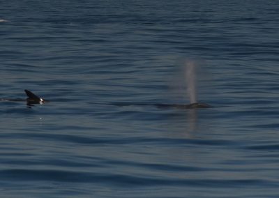 DSC 0163 1 | San Diego Whale Watch 17