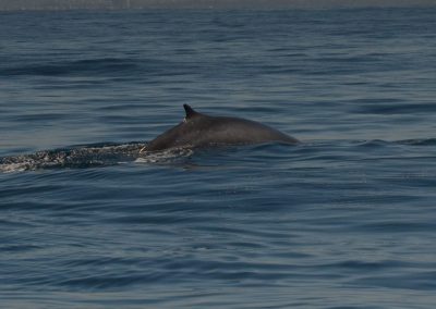 DSC 0207 1 | San Diego Whale Watch 21