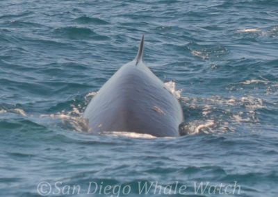 DSC 0213 1 | San Diego Whale Watch 11