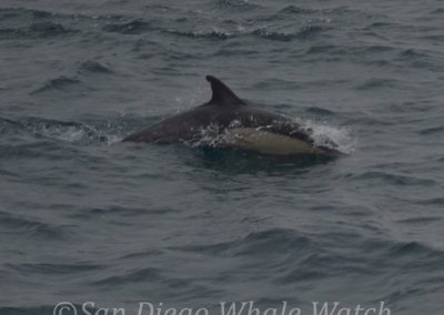 DSC 0217 1 | San Diego Whale Watch 17