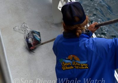 DSC 0245 1 | San Diego Whale Watch 7