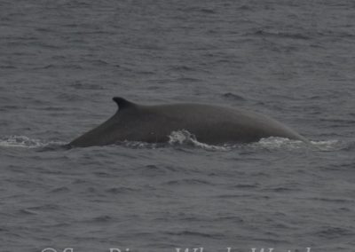 DSC 0259 1 | San Diego Whale Watch 21