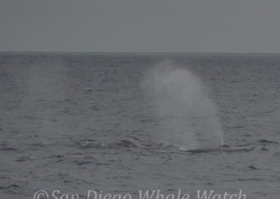 DSC 0274 1 | San Diego Whale Watch 23