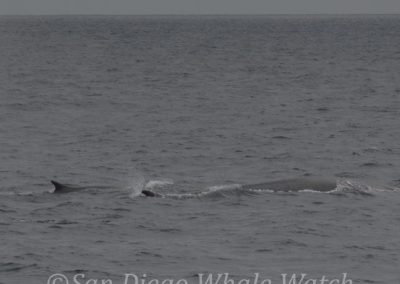 DSC 0276 1 1 | San Diego Whale Watch 25