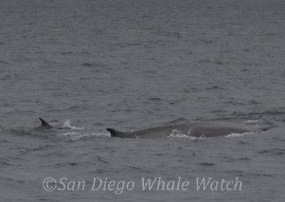 DSC 0277 1 | San Diego Whale Watch 27