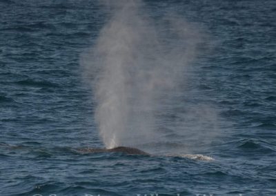 DSC 0333 1 | San Diego Whale Watch 15