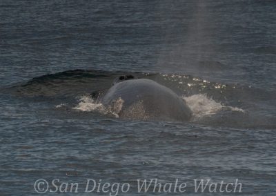 DSC 0335 1 | San Diego Whale Watch 9