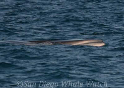 DSC 0337 2 | San Diego Whale Watch 17