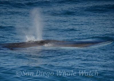DSC 0417 1 | San Diego Whale Watch 13