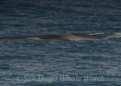 DSC 0440 1 | San Diego Whale Watch 17