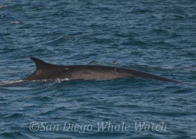DSC 0441 1 | San Diego Whale Watch 21