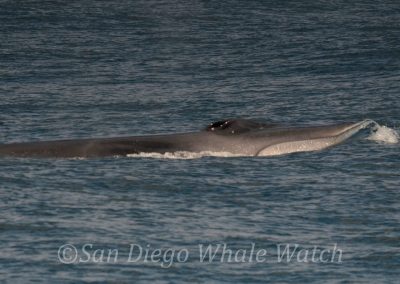 DSC 0458 1 | San Diego Whale Watch 19
