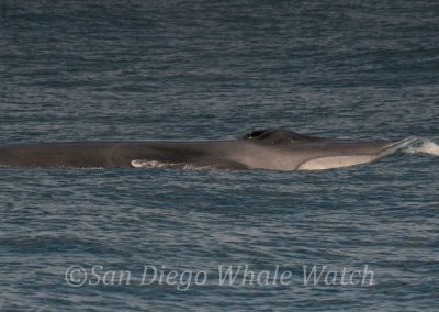 DSC 0459 1 | San Diego Whale Watch 21