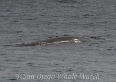 DSC 0522 1 | San Diego Whale Watch 1