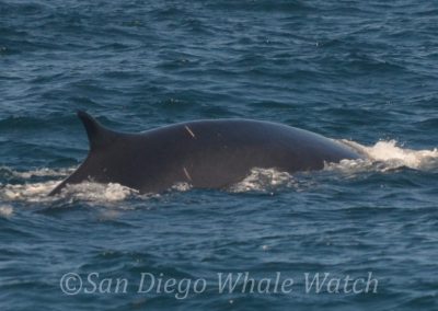 DSC 0537 1 | San Diego Whale Watch 3