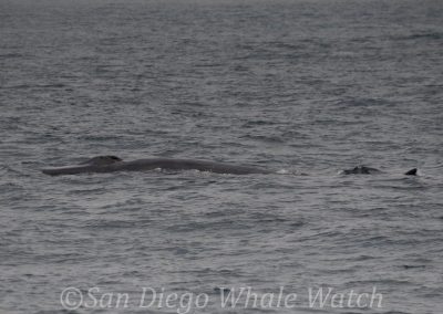 DSC 0540 1 | San Diego Whale Watch 3