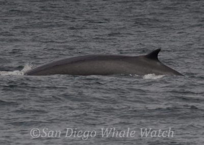 DSC 0547 2 | San Diego Whale Watch 5