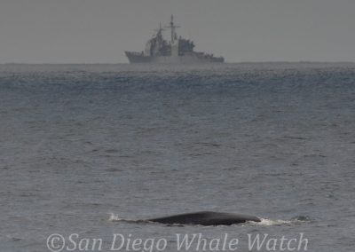 DSC 0568 1 | San Diego Whale Watch 9