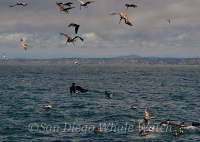 DSC 0572 1 | San Diego Whale Watch 7