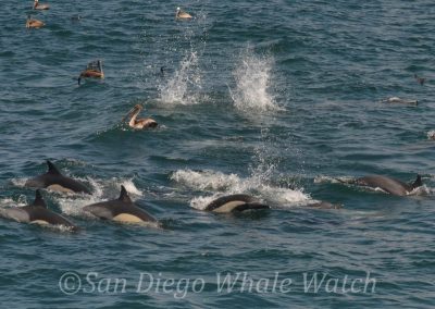 DSC 0583 1 | San Diego Whale Watch 9