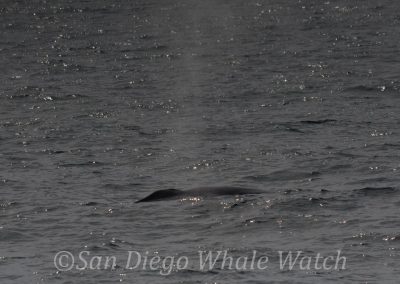 DSC 0593 1 | San Diego Whale Watch 23