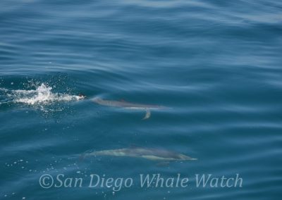DSC 0629 1 | San Diego Whale Watch 17