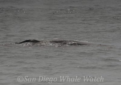 DSC 0639 1 | San Diego Whale Watch 11