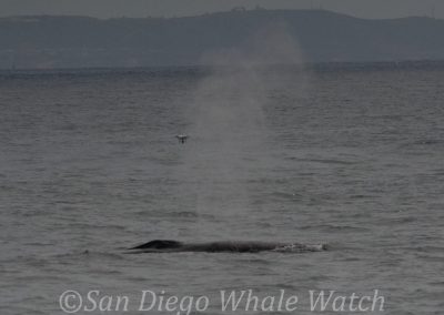 DSC 0663 1 | San Diego Whale Watch 13