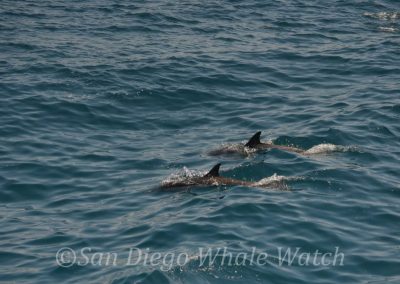 DSC 0695 1 | San Diego Whale Watch 27