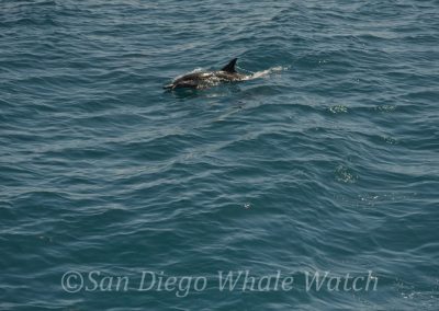 DSC 0703 1 | San Diego Whale Watch 29