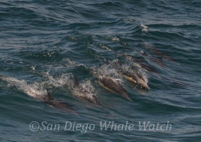DSC 0718 1 | San Diego Whale Watch 13