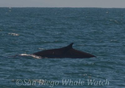 DSC 0726 1 | San Diego Whale Watch 15