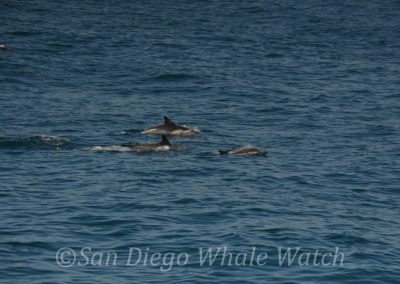 DSC 0729 1 | San Diego Whale Watch 31
