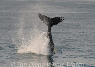 DSC 0741 1 | San Diego Whale Watch 11