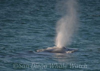 DSC 0744 1 | San Diego Whale Watch 17